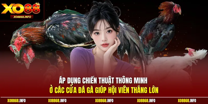 Áp dụng chiến thuật thông minh ở các cửa đá gà giúp hội viên thắng lớn