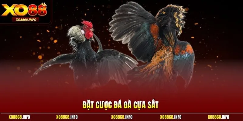 Đặt cược đá gà cựa sắt