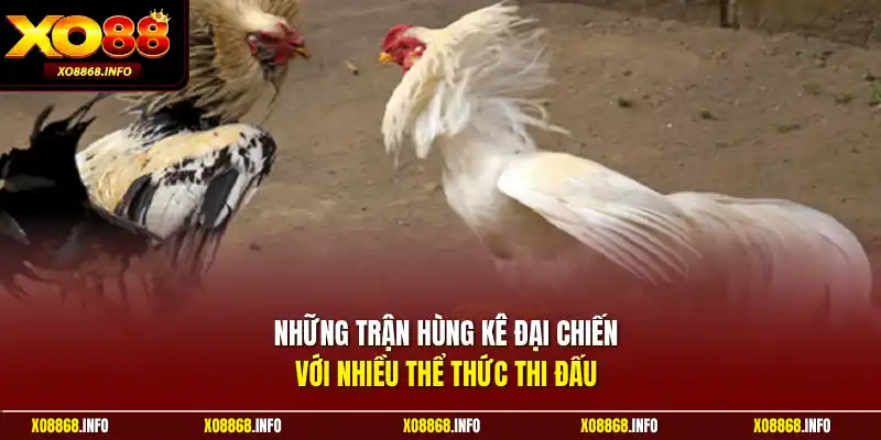 Những trận hùng kê đại chiến với nhiều thể thức thi đấu