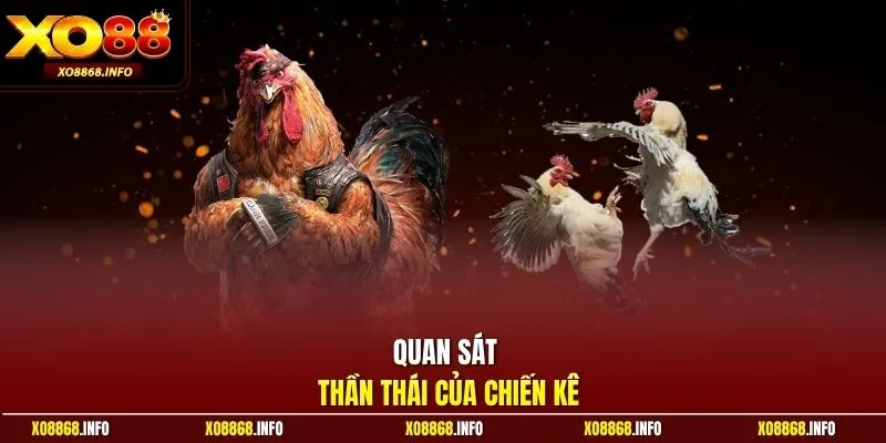 Quan sát thần thái của chiến kê
