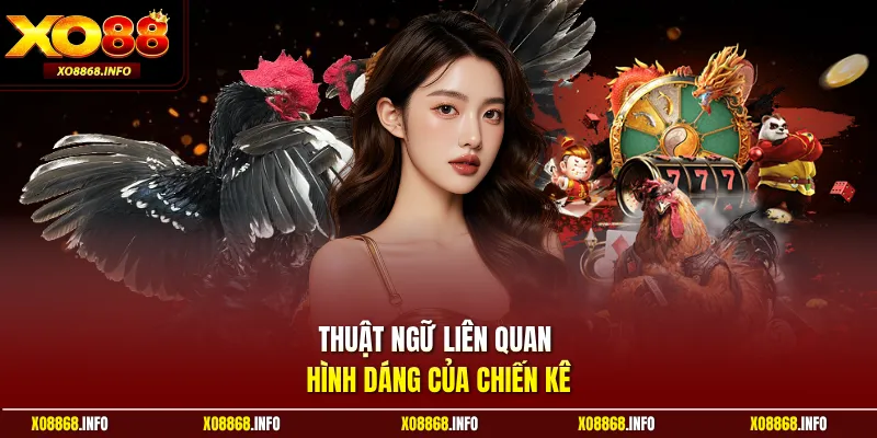 Thuật ngữ liên quan hình dáng của chiến kê