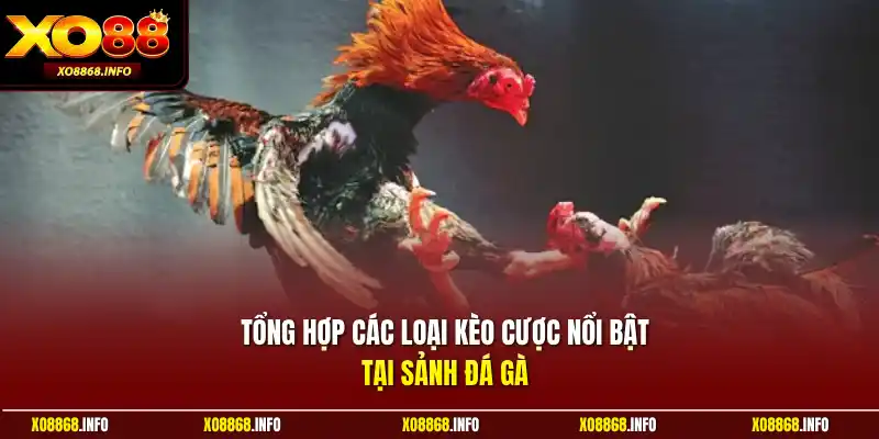 Tổng hợp các loại kèo cược nổi bật tại sảnh đá gà