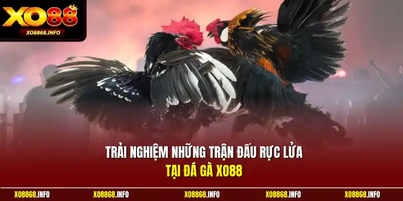 Trải nghiệm những trận đấu rực lửa tại đá gà XO88